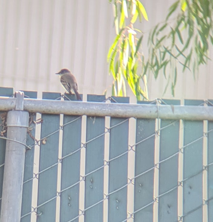 Eastern Phoebe - ML646031879