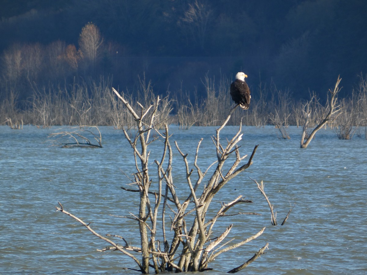Белоголовый орлан - ML646031880