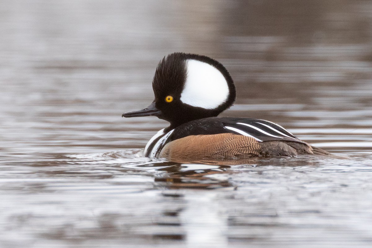 Капюшоновый крохаль - ML646031881