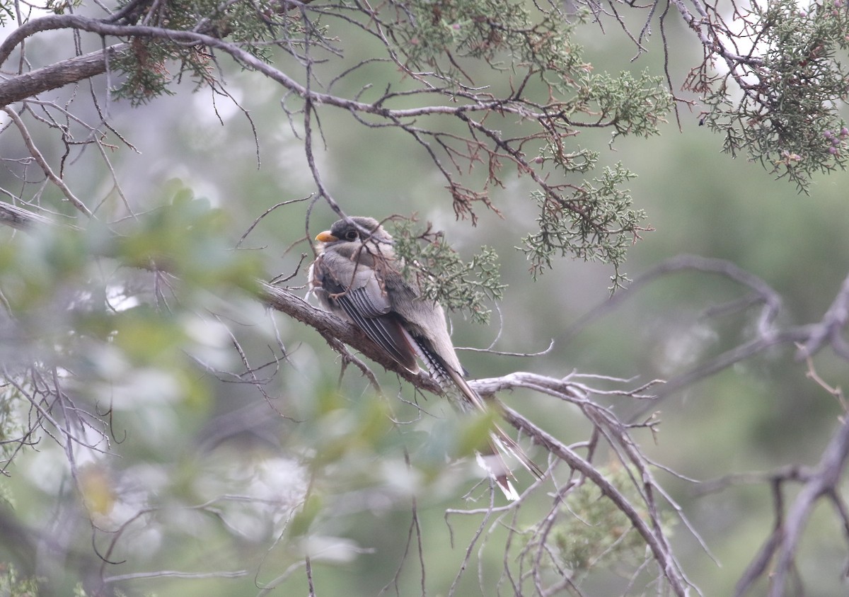 Coppery-tailed Trogon - ML646031883