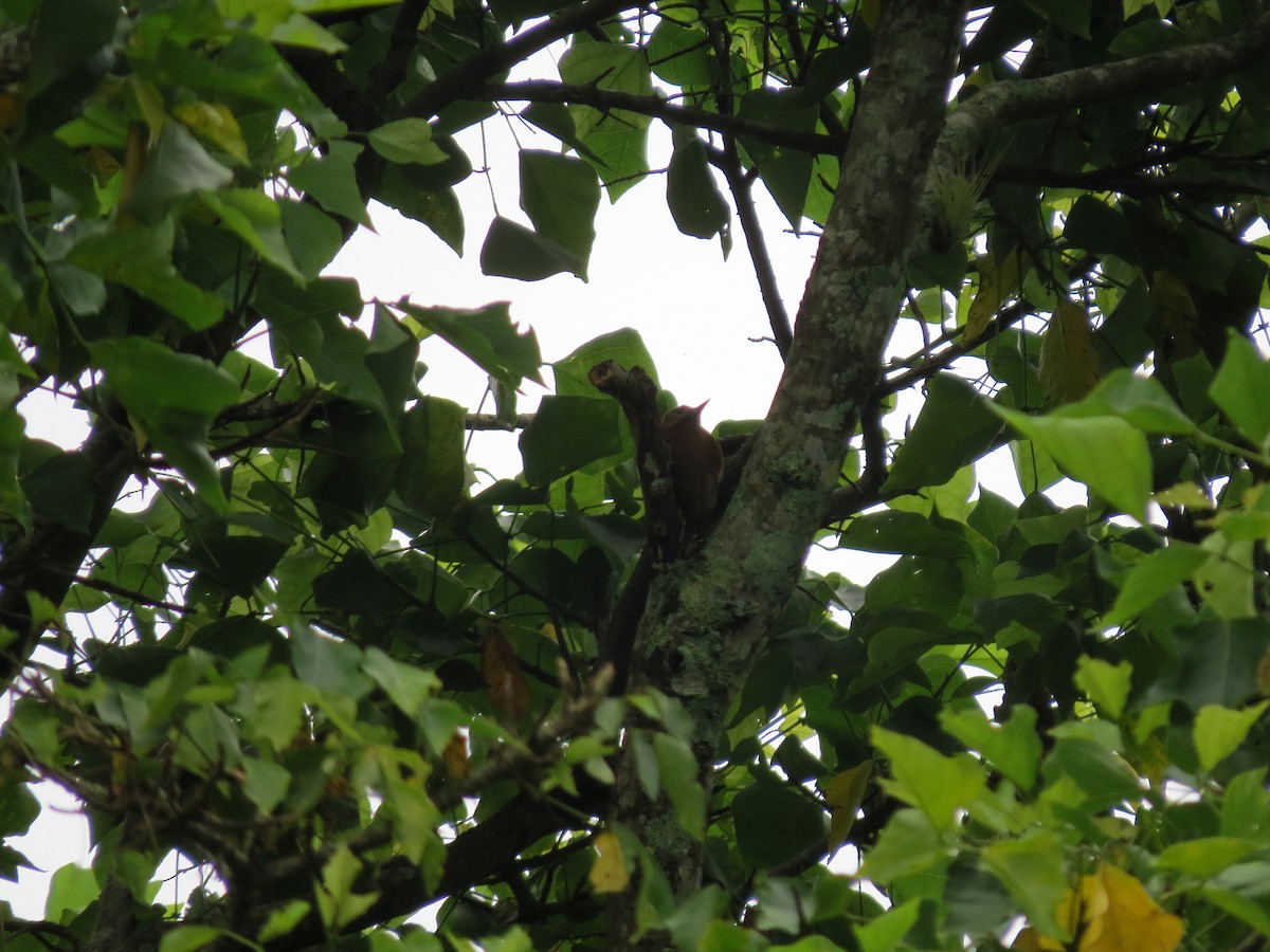 Дымчатый дятел - ML646031884