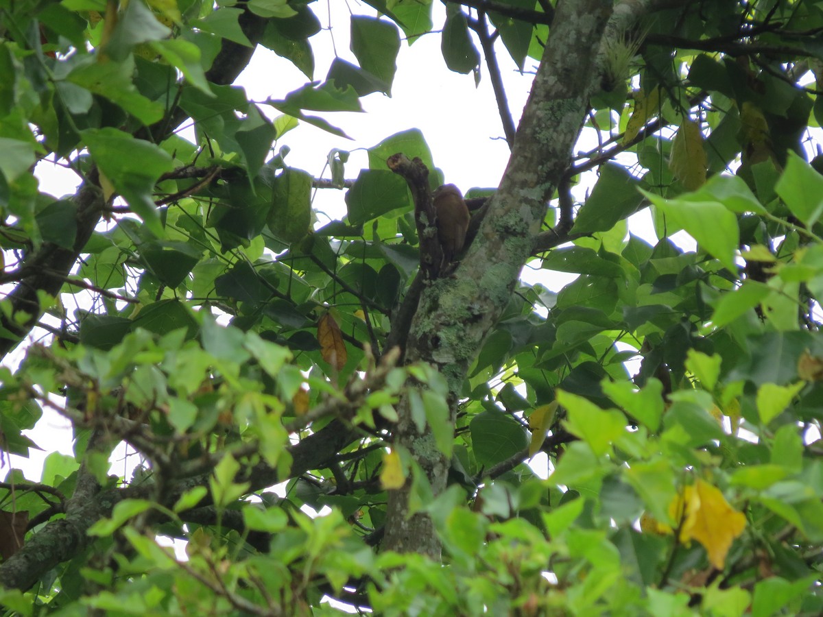 Дымчатый дятел - ML646031885