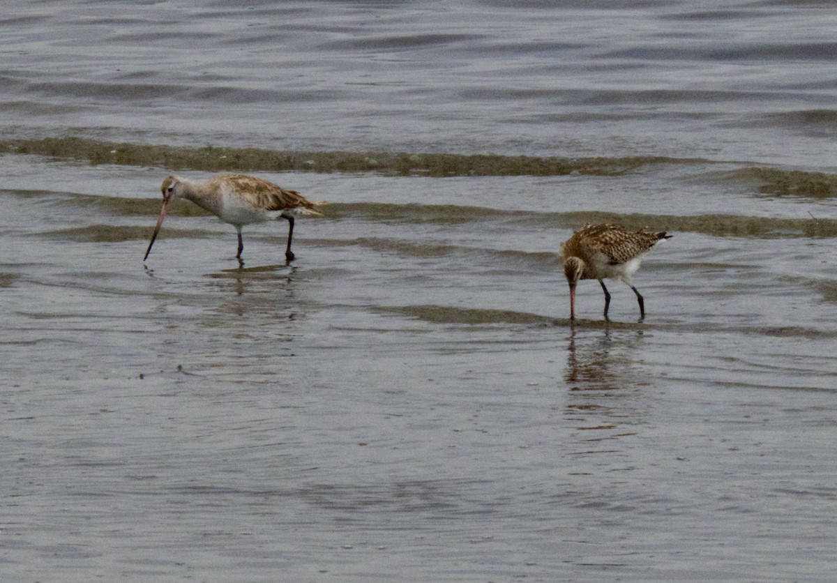 Малый веретенник - ML646031886