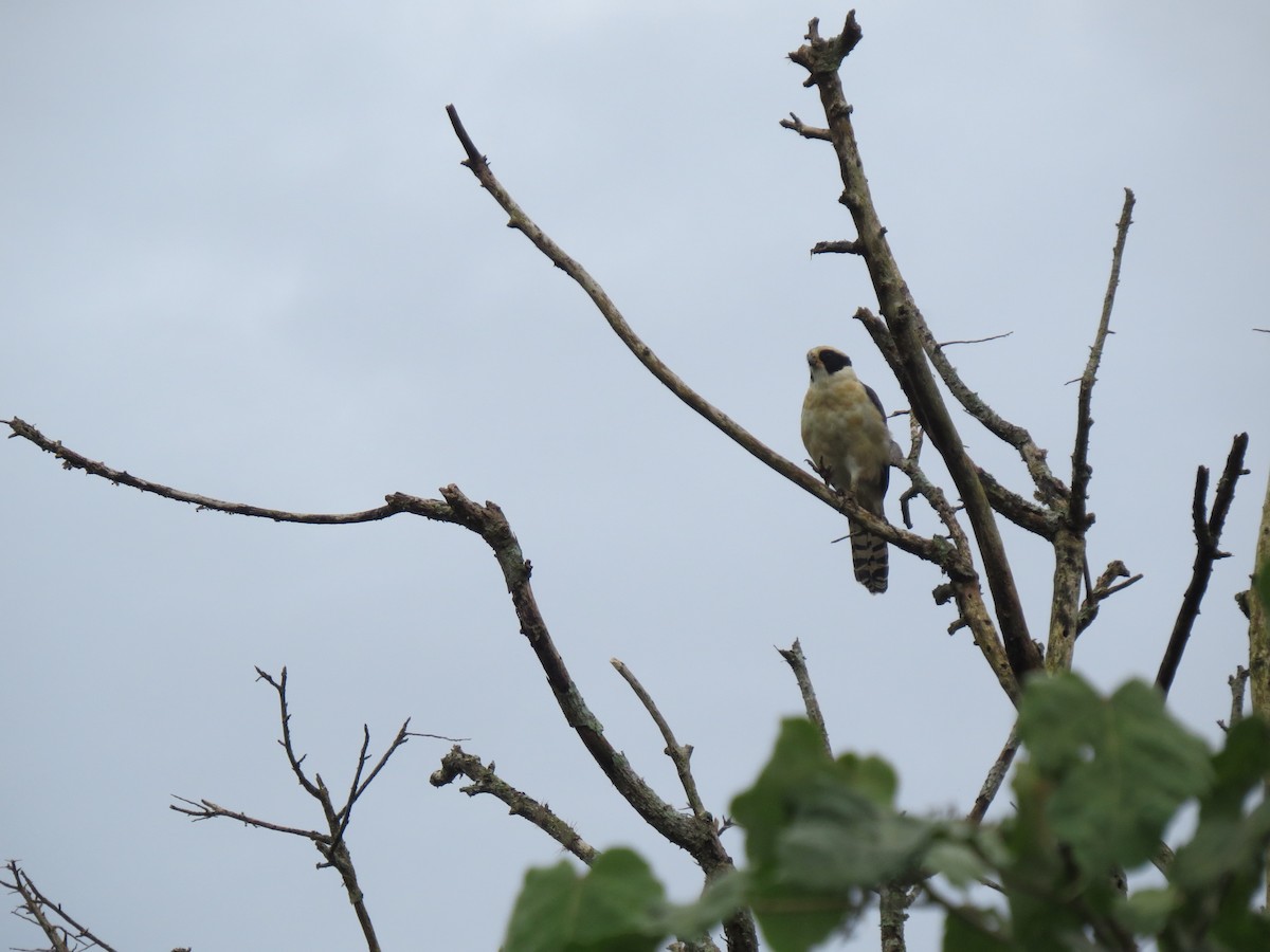 Смеющийся сокол - ML646031888