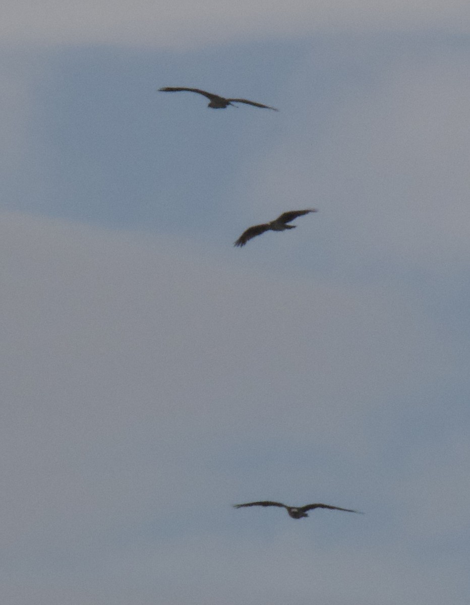 Osprey - ML646031890