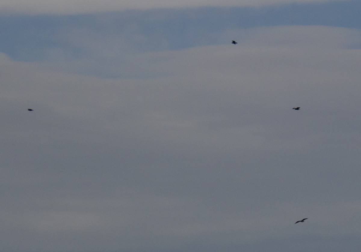 Osprey - ML646031892