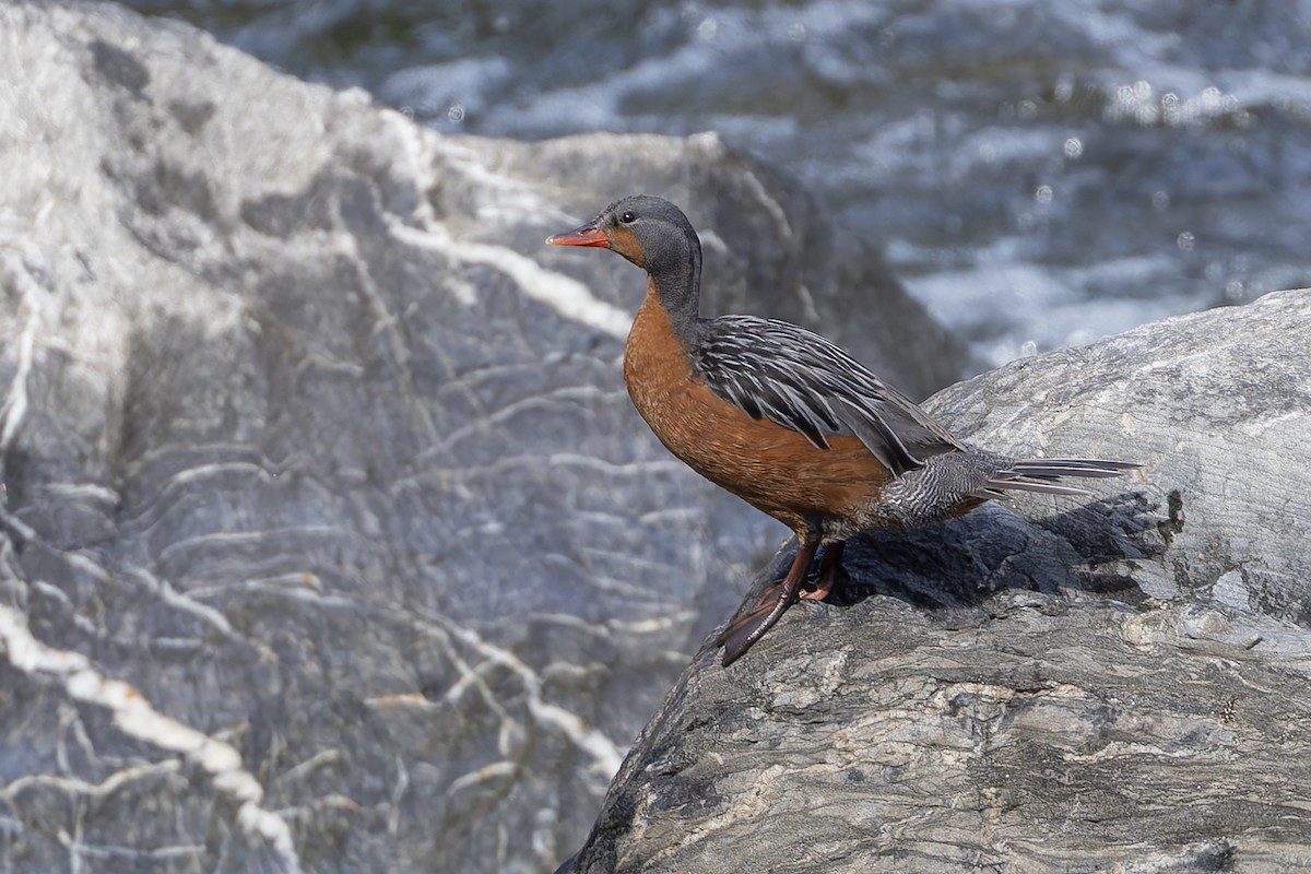 Ручьевая утка - ML646031893