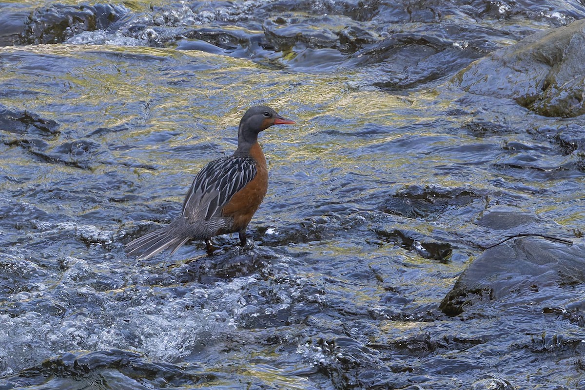 Ручьевая утка - ML646031894