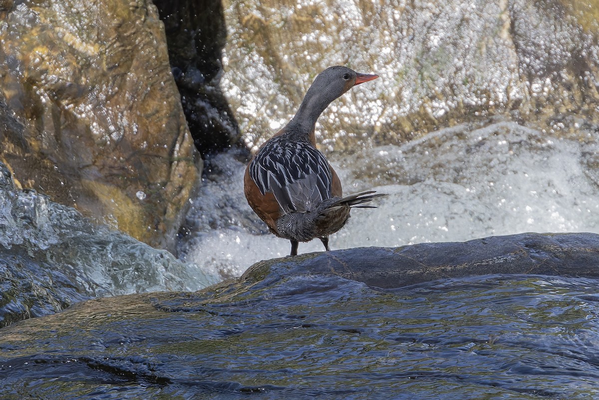 Ручьевая утка - ML646031895