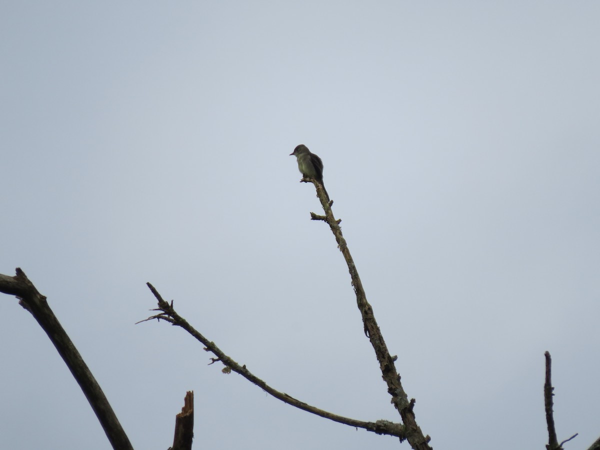 Moucherolle de Bonaparte - ML646031901