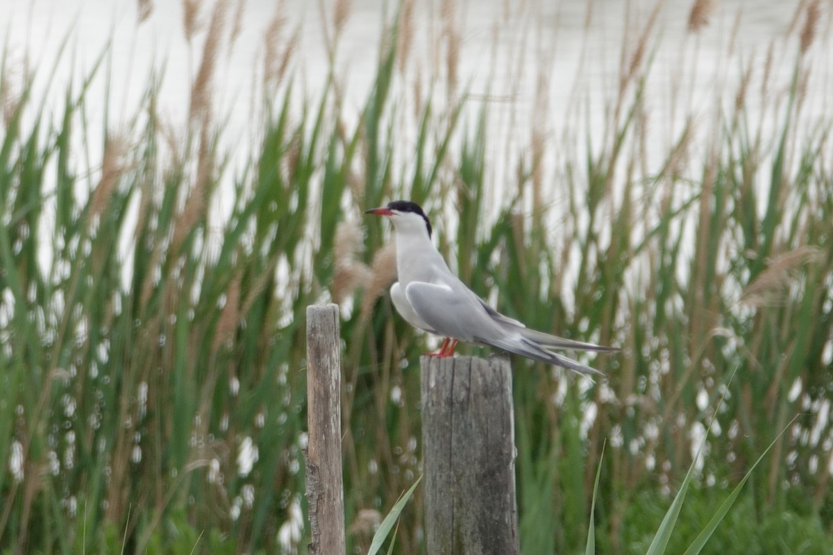 Sterne pierregarin - ML646031902