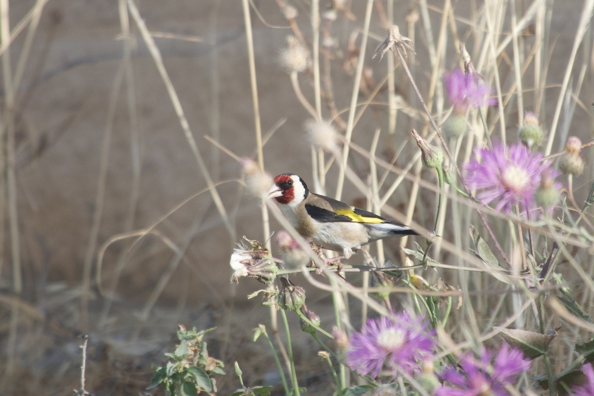 Chardonneret élégant - ML646031904