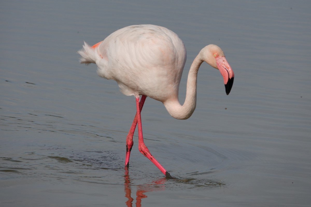Flamant rose - ML646031907
