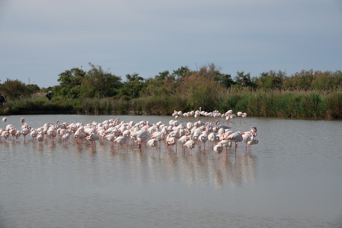 Flamant rose - ML646031908