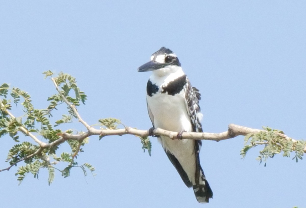 Martin-pêcheur pie - ML646031909
