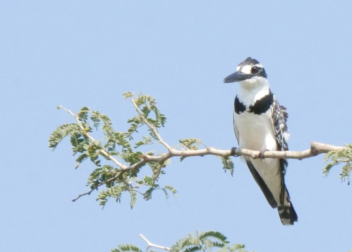 Martin-pêcheur pie - ML646031910