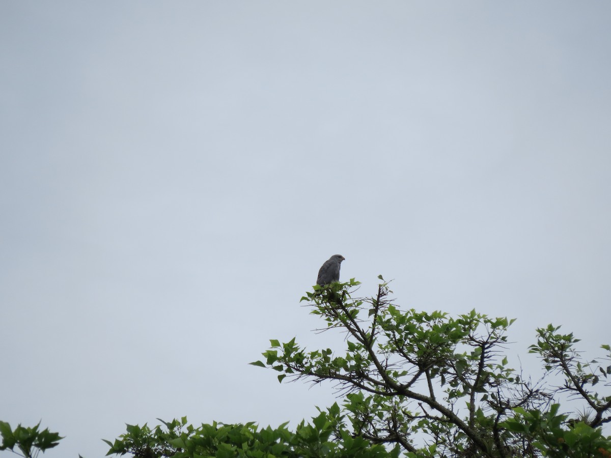 Buse grise - ML646031911