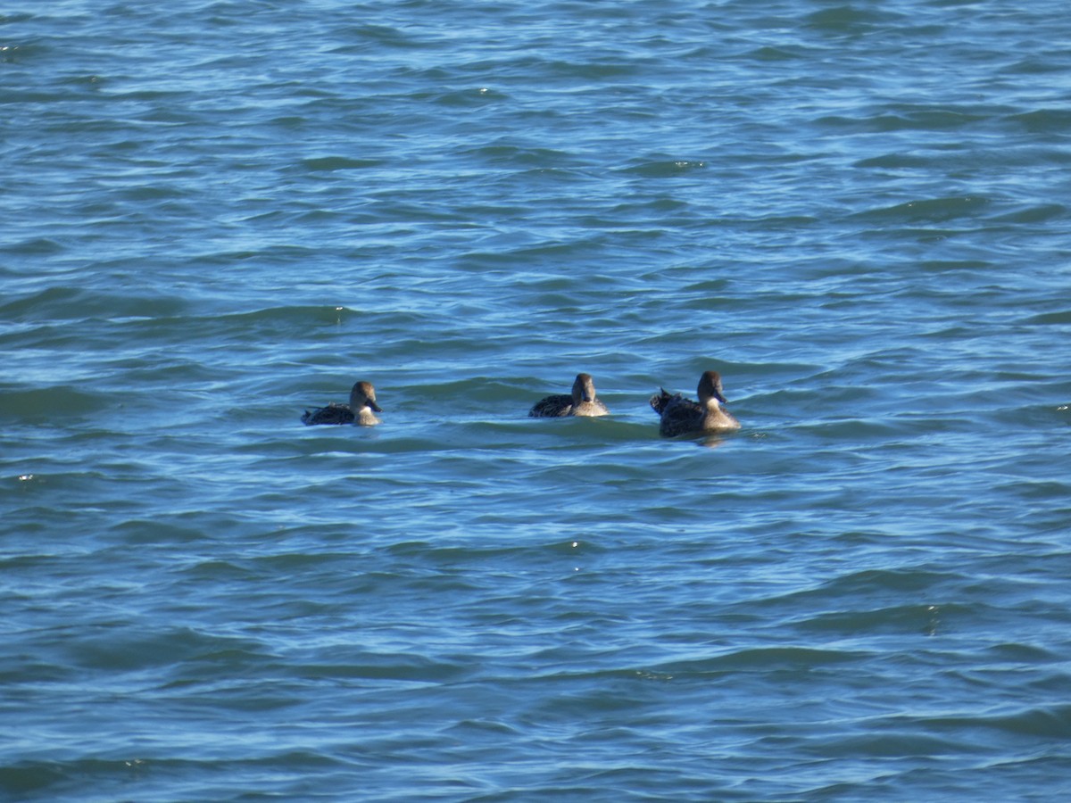 Canard pilet - ML646031912