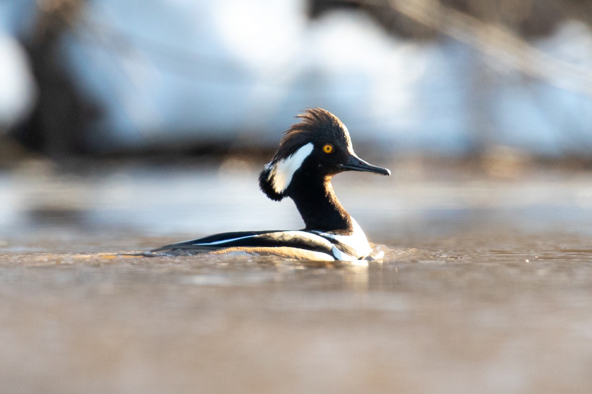 Harle couronné - ML646031913