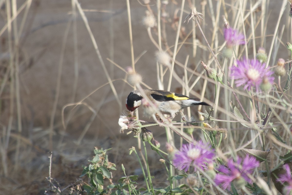 Chardonneret élégant - ML646031914