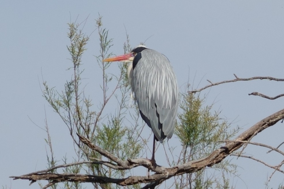 Héron cendré - ML646031915