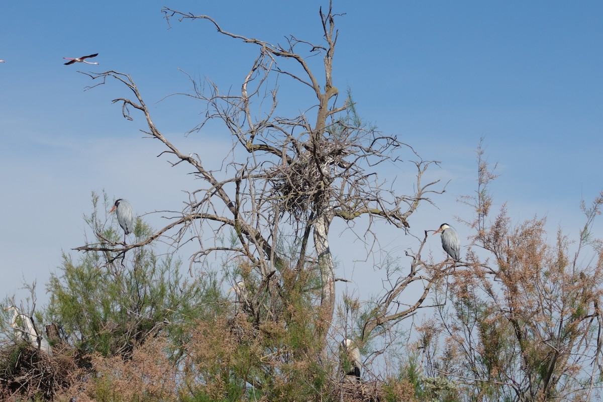 Héron cendré - ML646031916