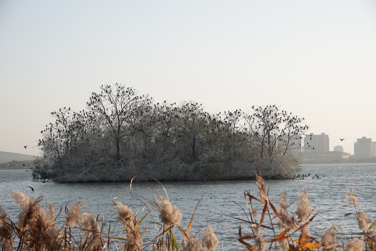 Grand Cormoran - ML646031918