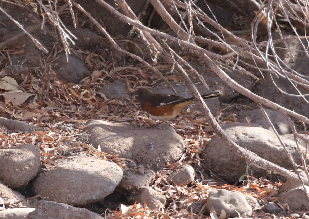 Tohi à flancs roux - ML646031919