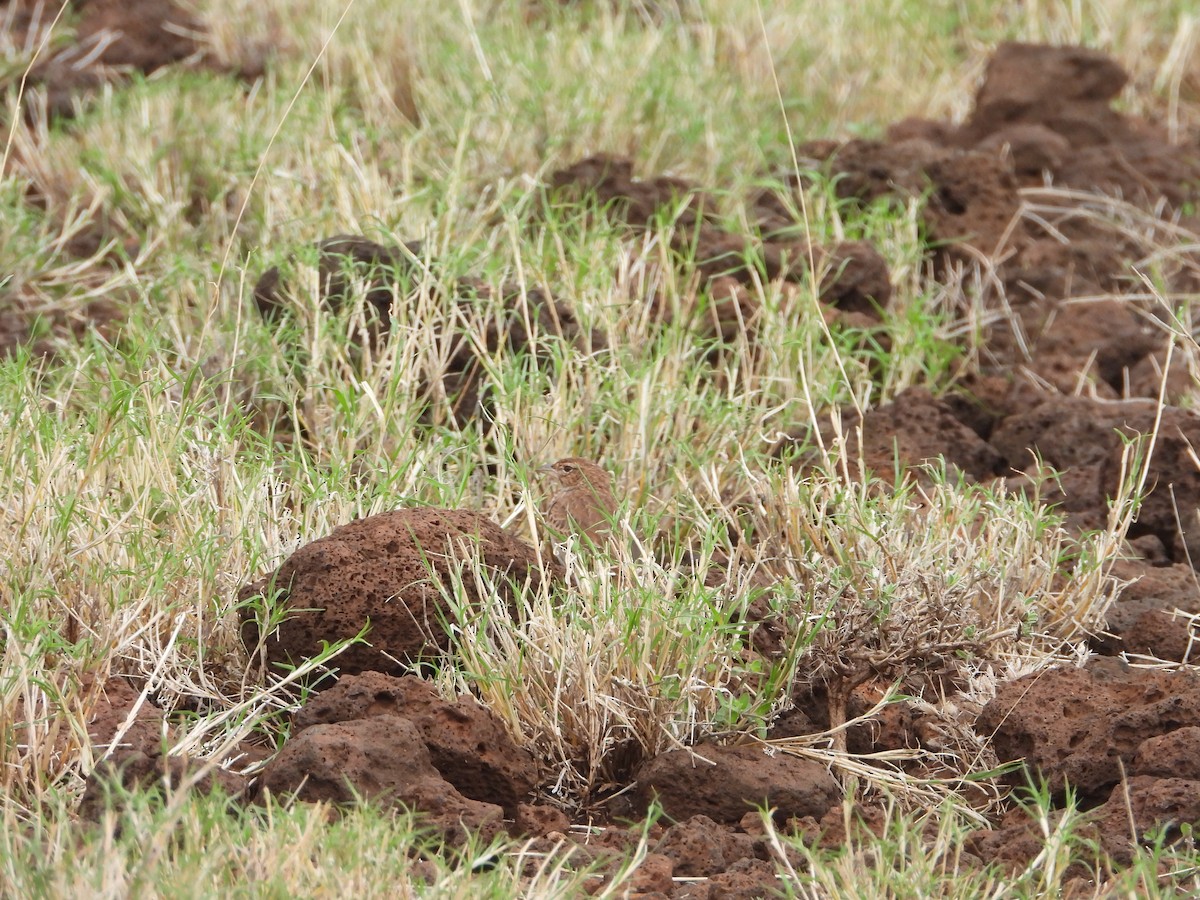 Alouette de Williams - ML646031920