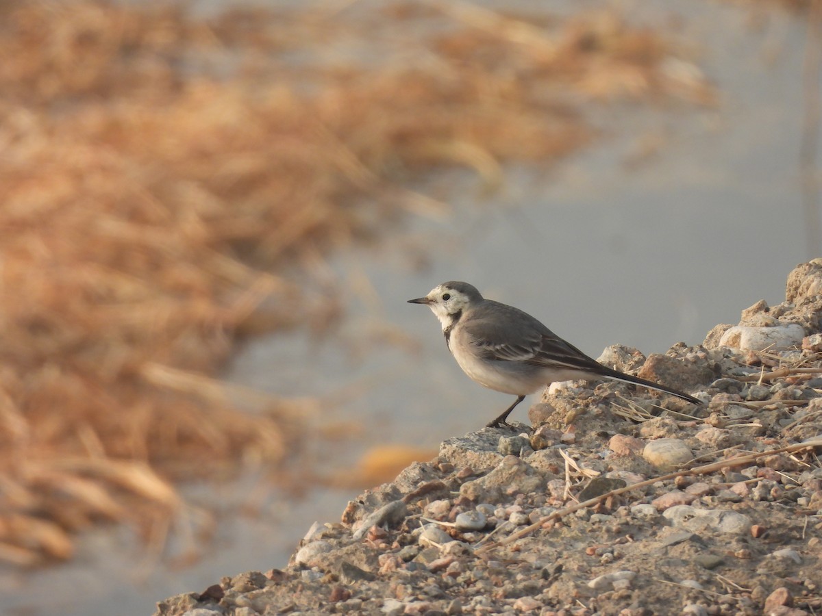 Bergeronnette grise (alba/dukhunensis) - ML646031922