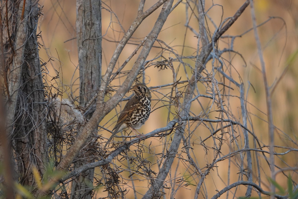 Chinese Thrush - ML646031924