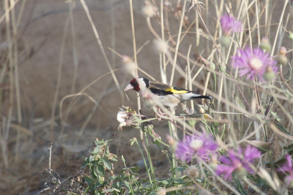 Chardonneret élégant - ML646031925
