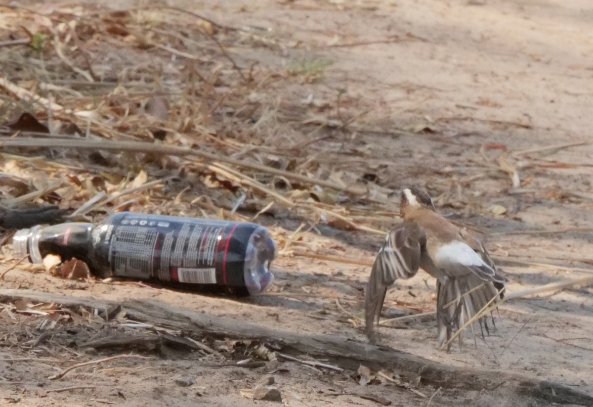 Mahali à sourcils blancs (pectoralis) - ML646031926