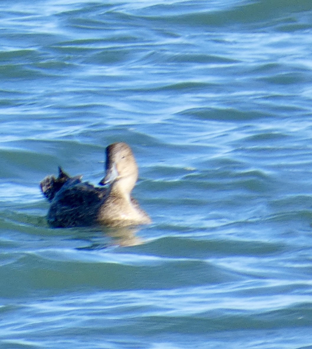 Canard pilet - ML646031927