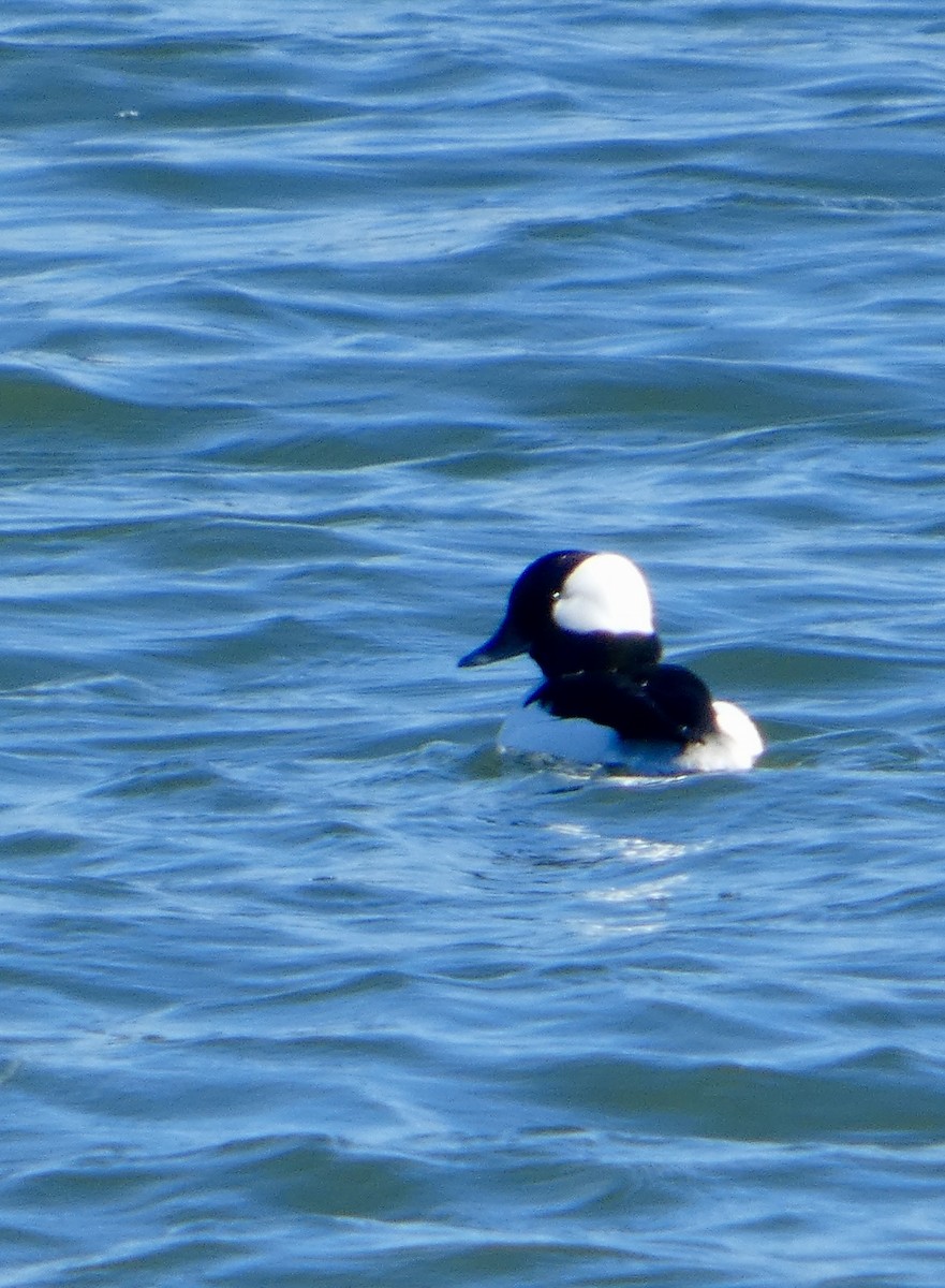 Petit Garrot - ML646031928