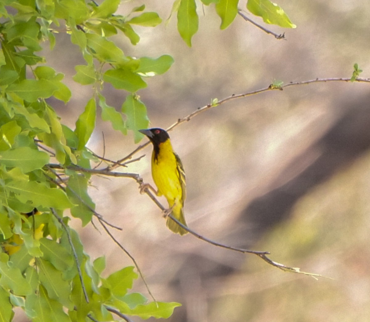 Tisserin gendarme (nigriceps/graueri) - ML646031929
