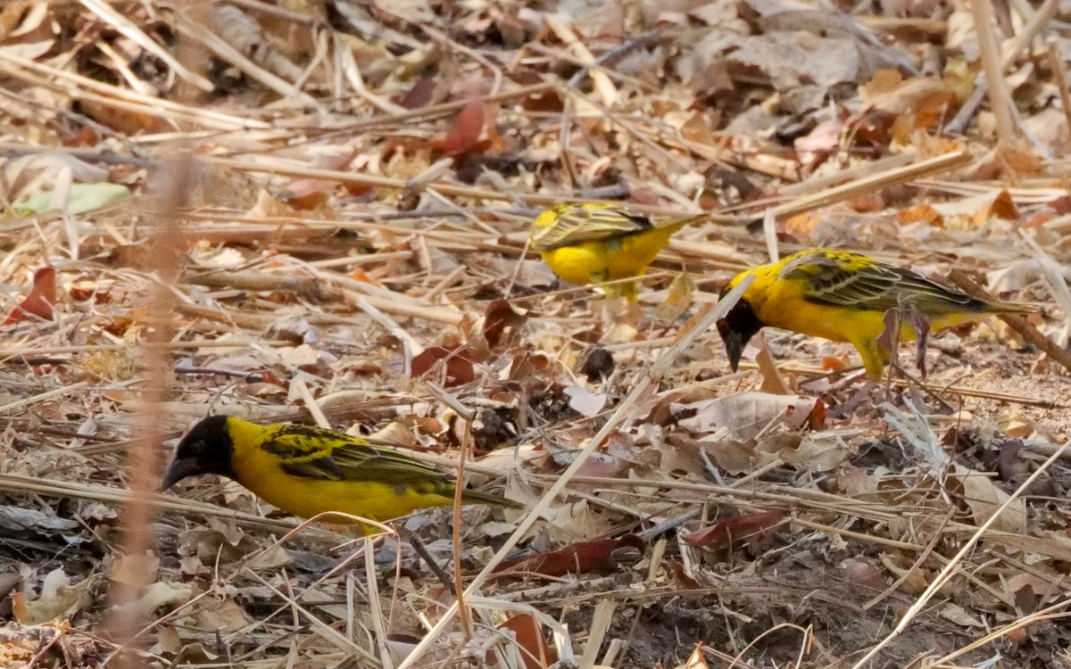 Tisserin gendarme (nigriceps/graueri) - ML646031930