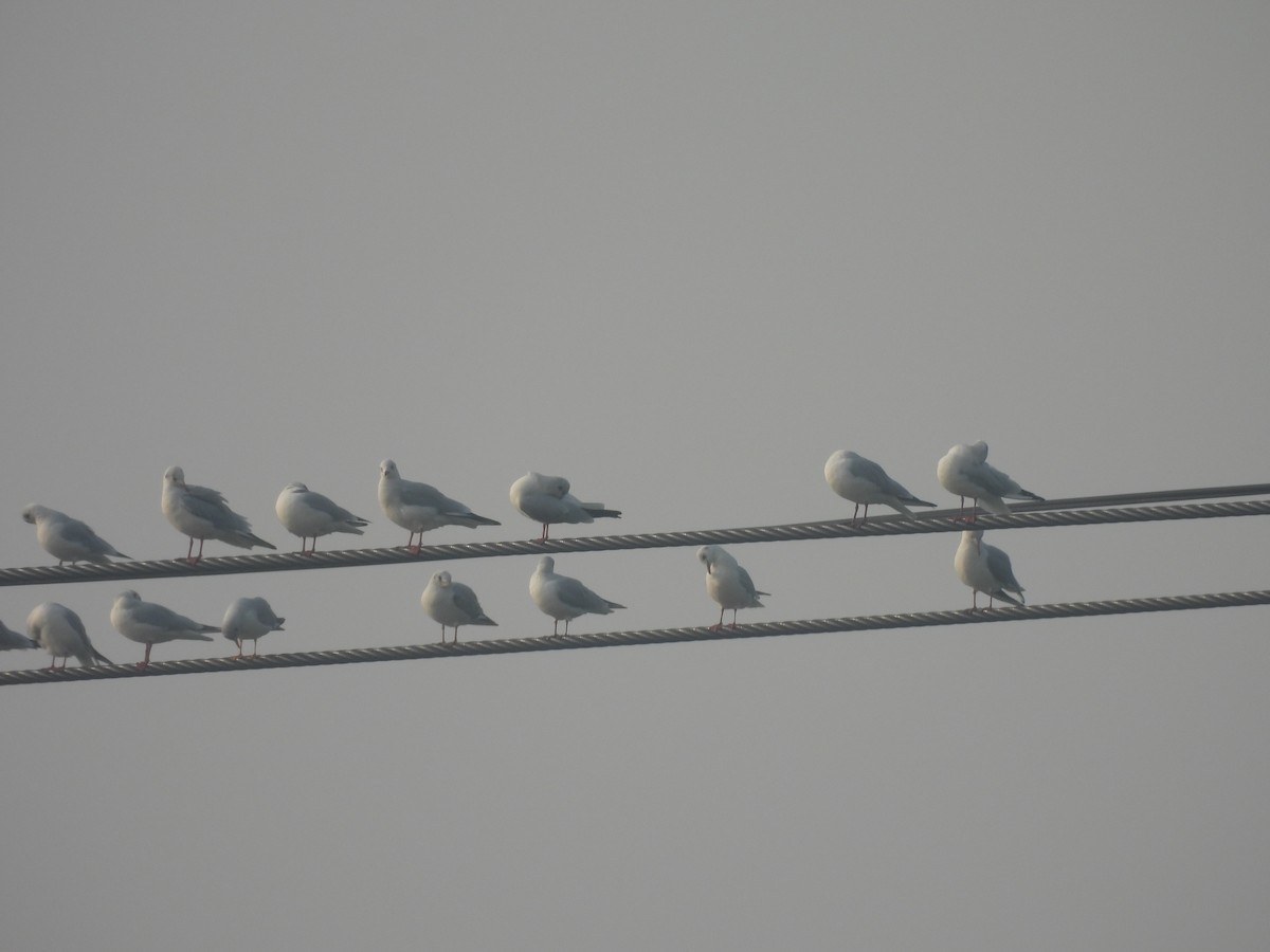 Mouette rieuse - ML646031931