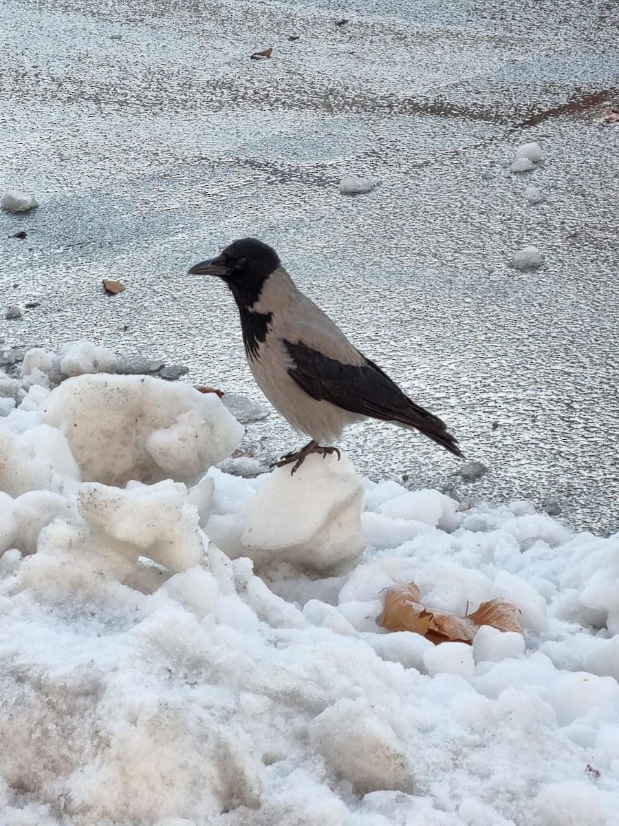 Corneille mantelée - ML646031932