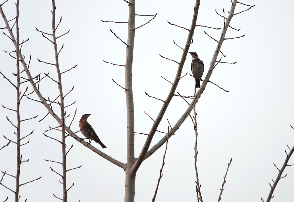 Grive à ailes rousses - ML646031933