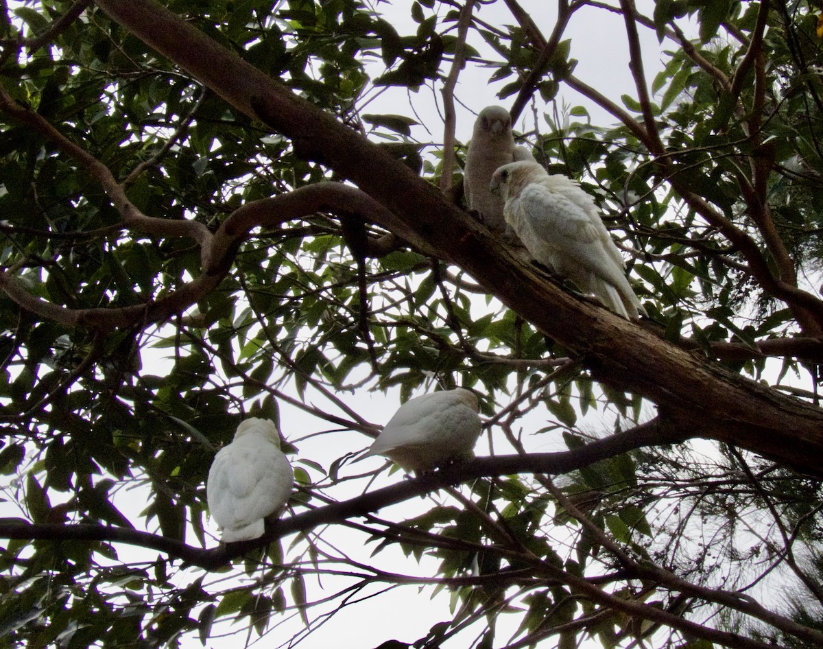 Cacatoès corella - ML646031934