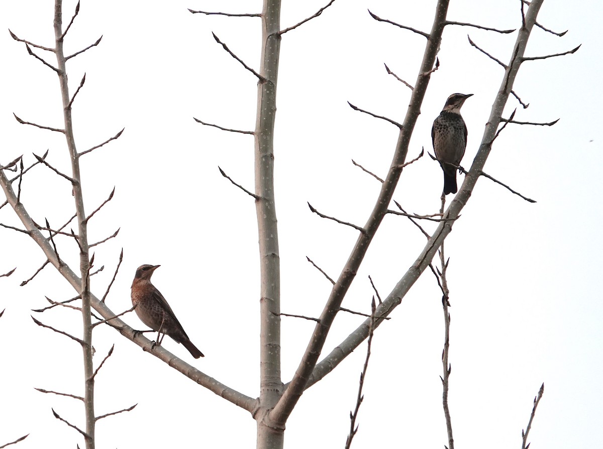 Kızıl Kanatlı Ardıç - ML646031939