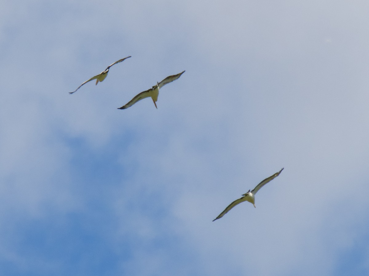 Australian Pelican - ML646031945