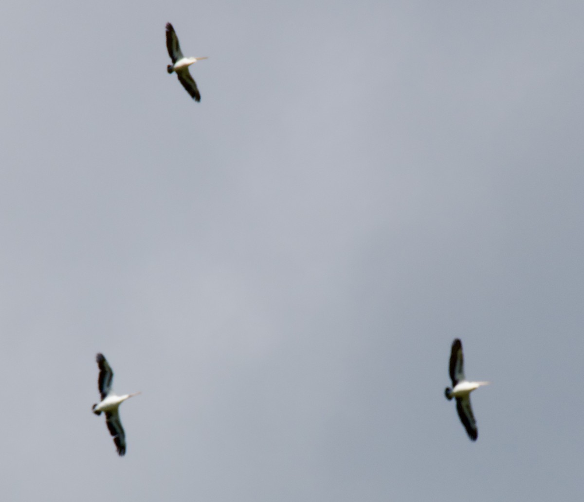 Australian Pelican - ML646031946