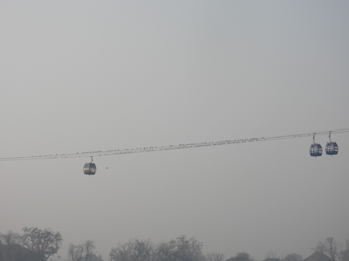 Black-headed Gull - ML646031953