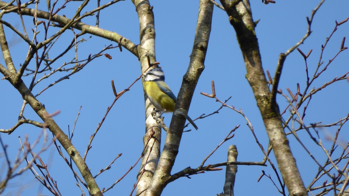 ירגזי כחול - ML646031960