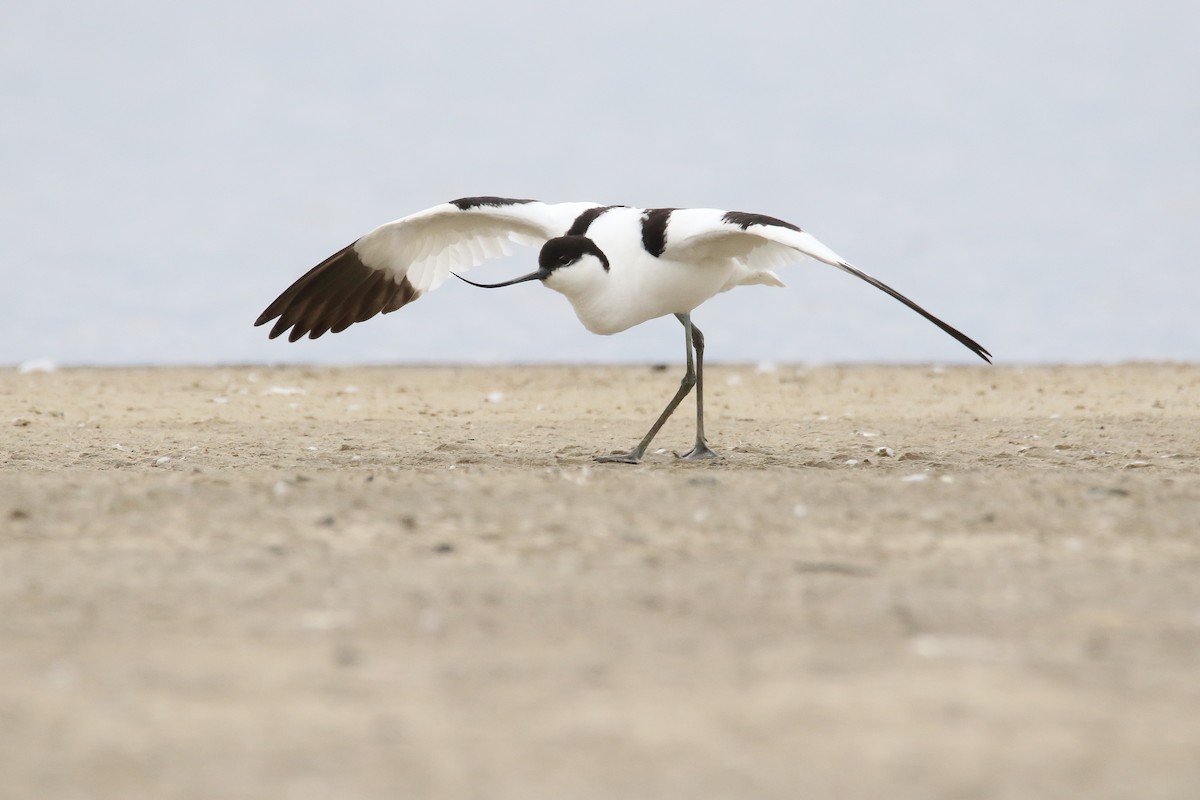 Pied Avocet - ML646031961