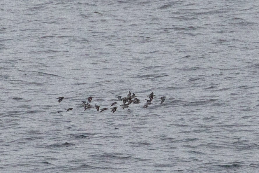 Correlimos sp. - ML646031964