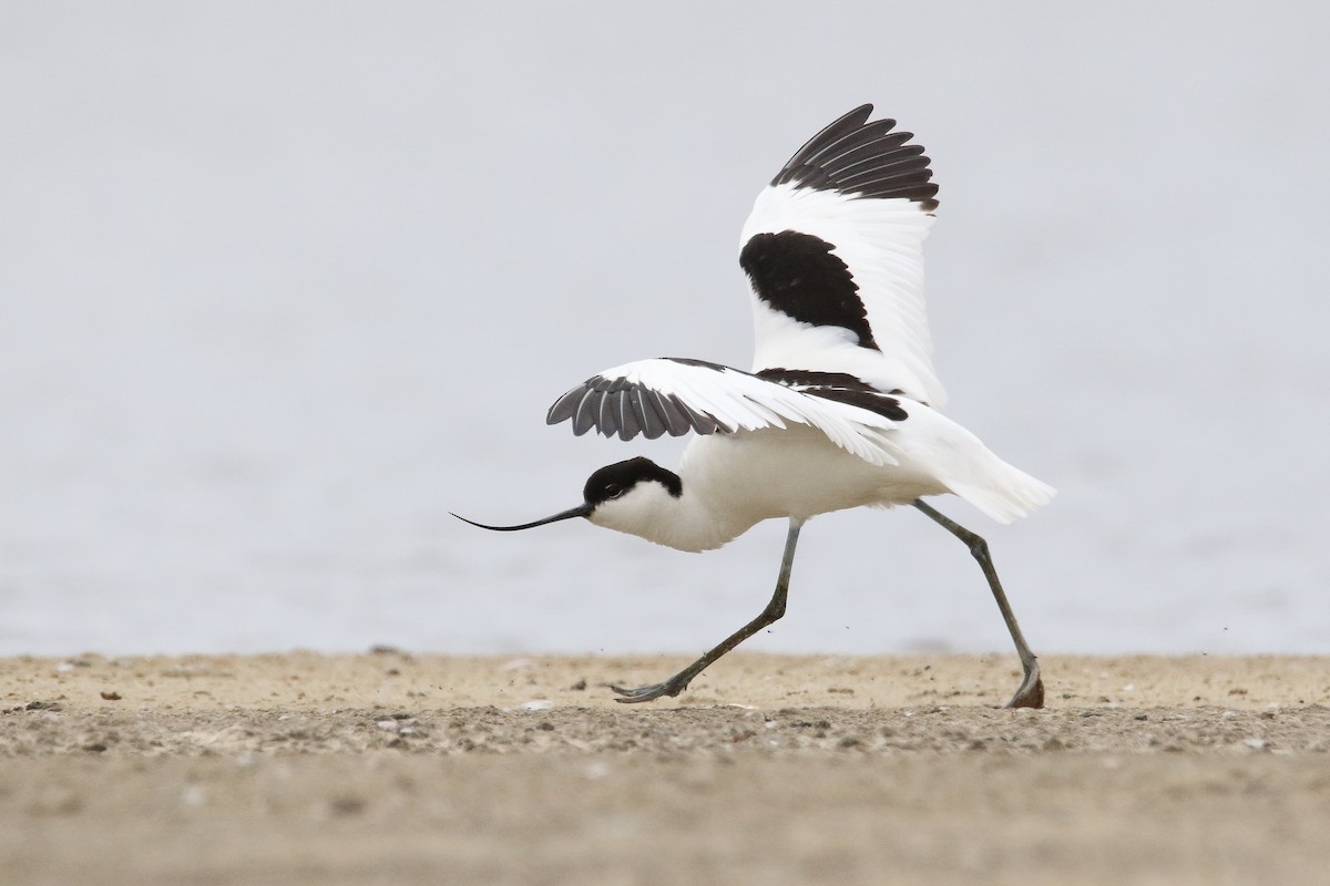 Pied Avocet - ML646031965