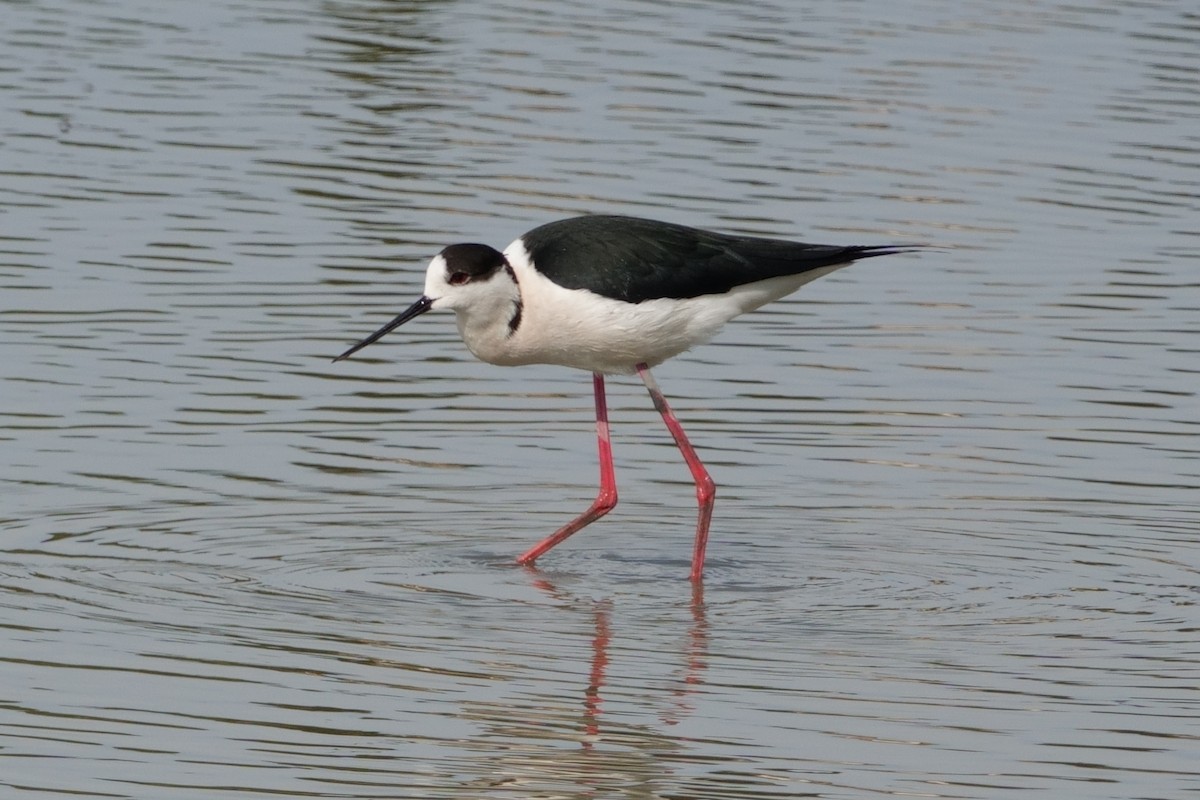 Black-winged Stilt - ML646031969